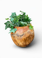 Natural Wonders USA Teak Pot, a large, round, golden-brown wooden planter with visible grain, holding ivy.