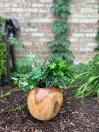 Natural Wonders USA Teak Pot, a round, golden-brown wooden planter with visible grain, holding green ivy.