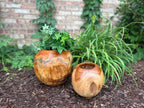 Natural Wonders USA Teak Pot Set, two round wooden planters in golden-brown hues with visible grain.