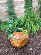 Natural Wonders USA teak wood pot with rich golden-brown color and natural grain, holding ivy plants.
