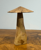 Drift Wood Mushrooms