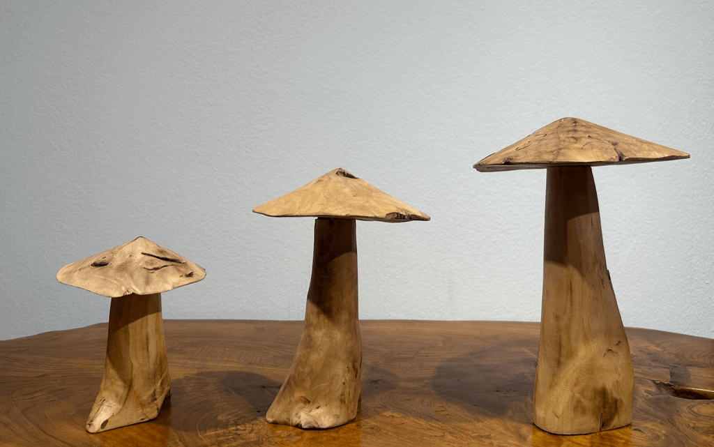 Drift Wood Mushrooms